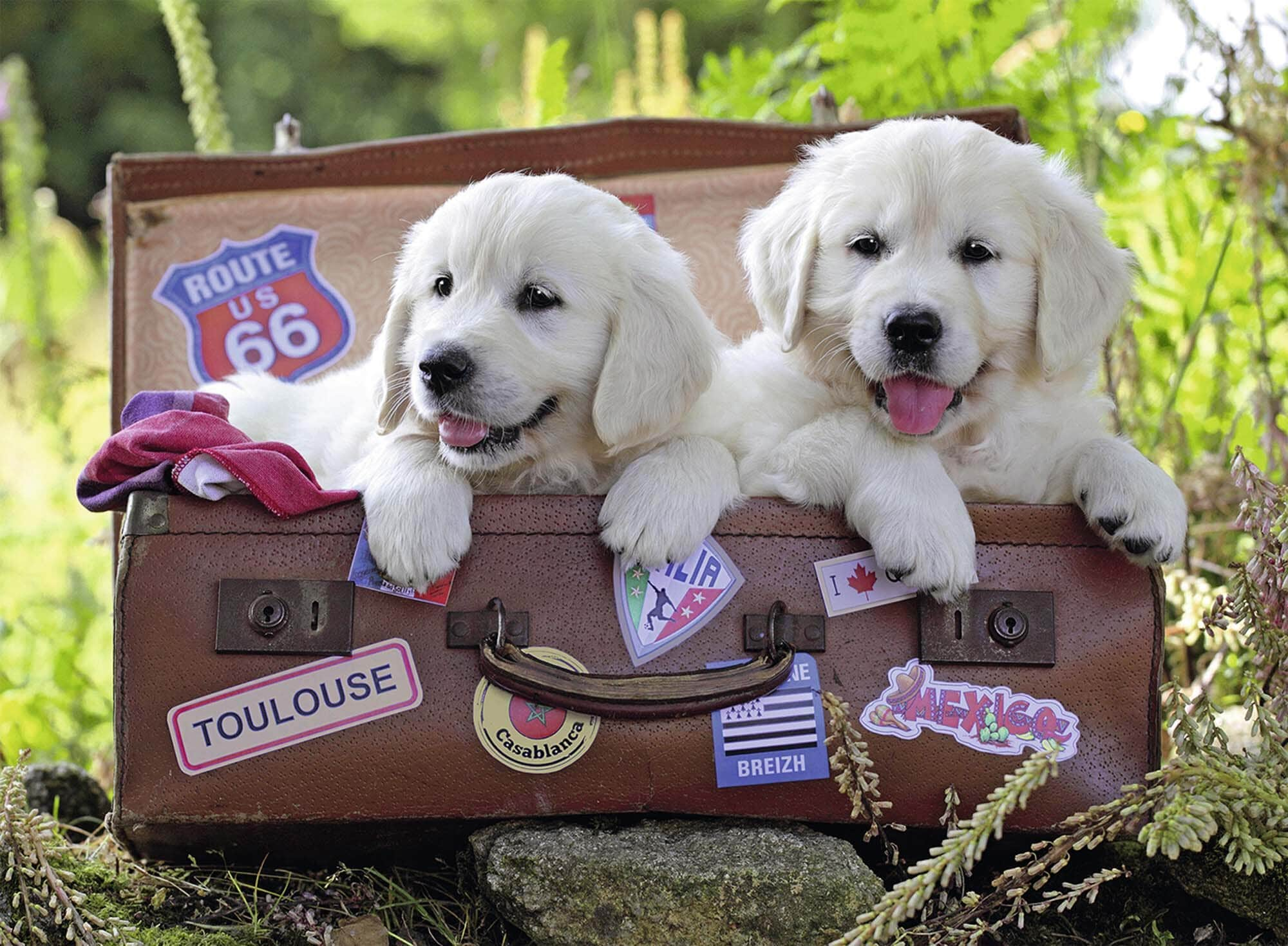 Ravensburger Puslespill, Traveling Pups 100 brikker XXL