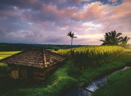 Ravensburger Puslespill - Bali Rice Fields 500 brikker