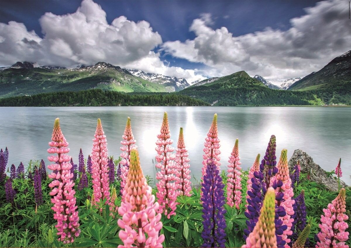 Educa Puslespill - Lupins on the shore of Lake Sils, Switzerland 1500 brikker